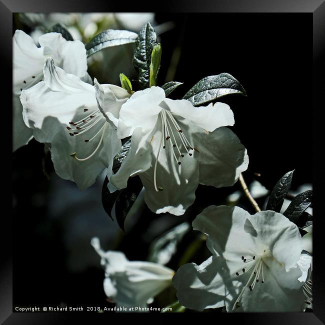 White evergreen and scented Azalea flowers Framed Print by Richard Smith