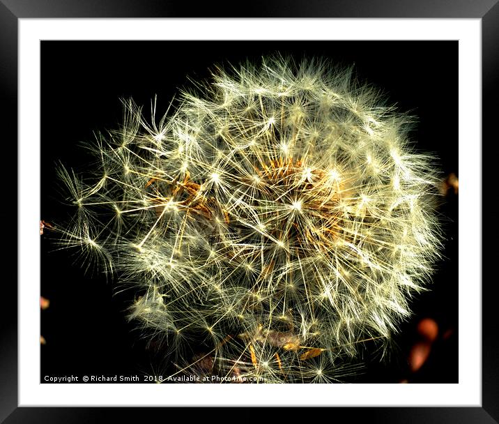 Dandelion seed head Framed Mounted Print by Richard Smith