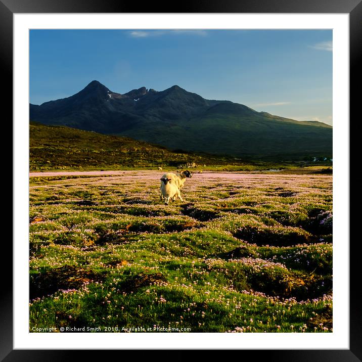 A sea of Sea Thrift Framed Mounted Print by Richard Smith