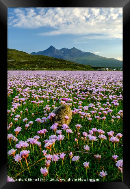 A sea of Sea Thrift #2 Framed Print by Richard Smith