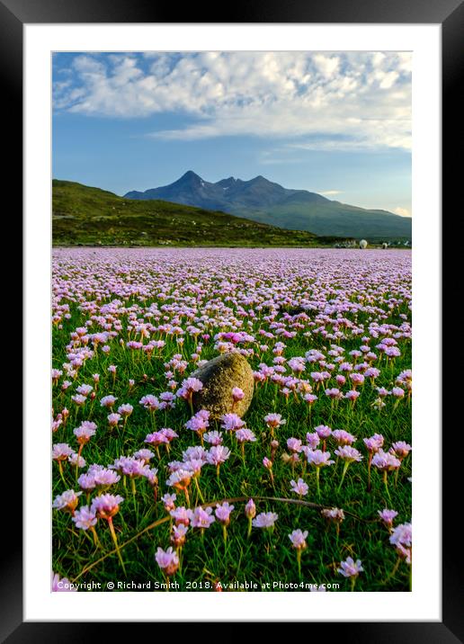 A sea of Sea Thrift #2 Framed Mounted Print by Richard Smith