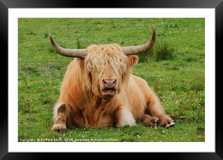 'Eddie', the Highland Bull from the Isle of Skye Framed Mounted Print by Richard Smith