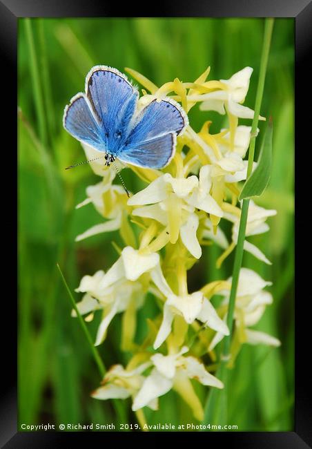 Common Blue butterfly settled on Butterfly Orchid. Framed Print by Richard Smith