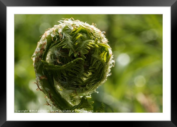 Unfurling frond of fern. Framed Mounted Print by Richard Smith
