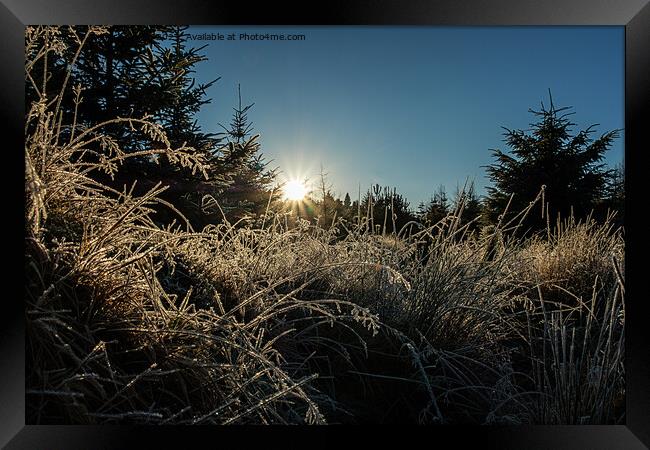Backlit frosted grass. Framed Print by Richard Smith