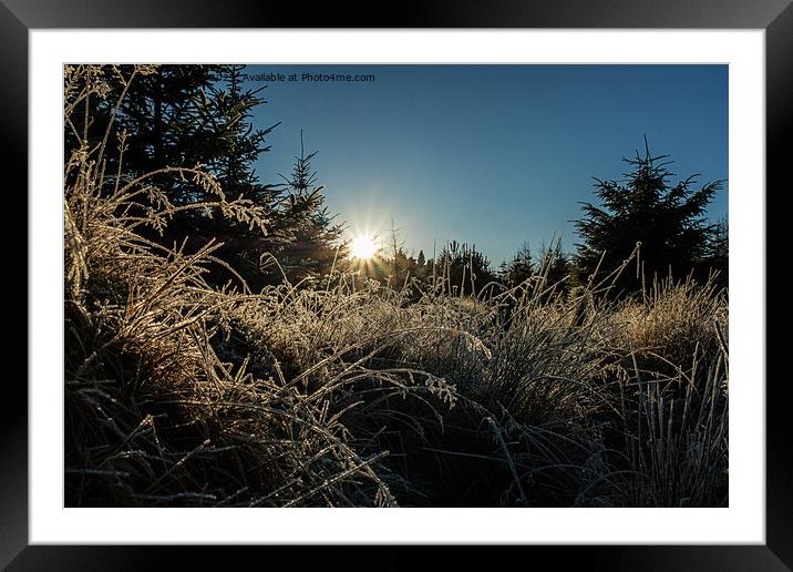 Backlit frosted grass. Framed Mounted Print by Richard Smith