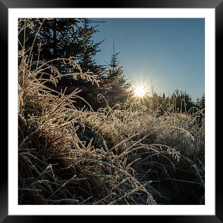 Backlit frosted grass #2 Framed Mounted Print by Richard Smith