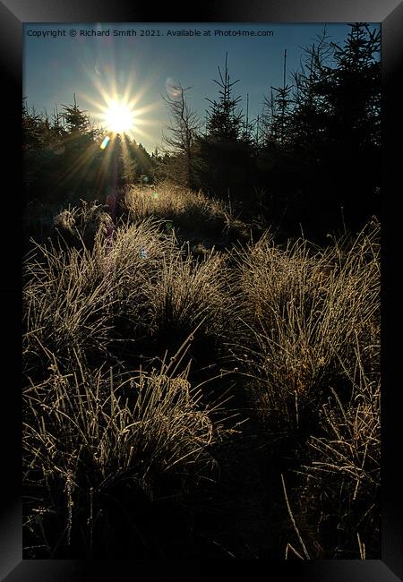 walking into the sunlight on a forest pathway Framed Print by Richard Smith