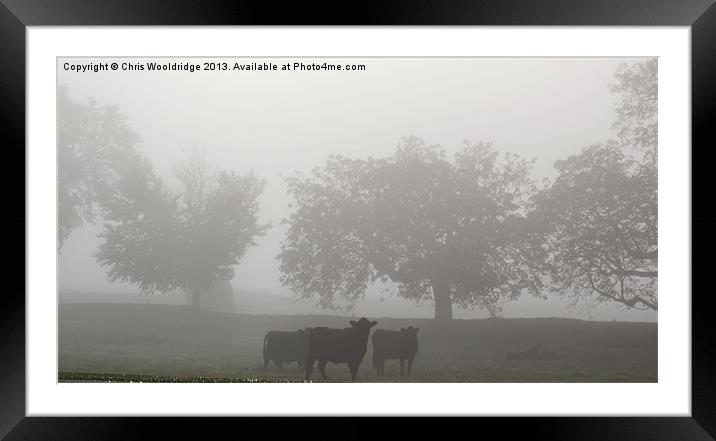 Grazing in the morning mist Framed Mounted Print by Chris Wooldridge