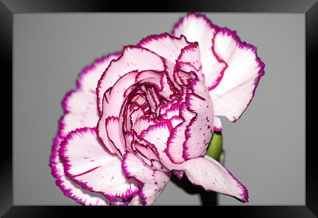 Carnation - Selective Colour Framed Print by Chris Wooldridge