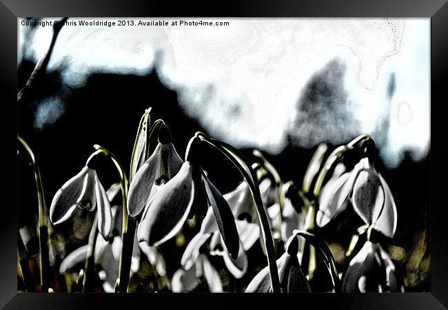 Signs of Spring - Dark Framed Print by Chris Wooldridge