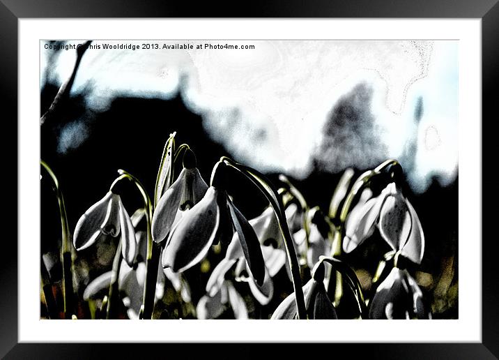 Signs of Spring - Dark Framed Mounted Print by Chris Wooldridge