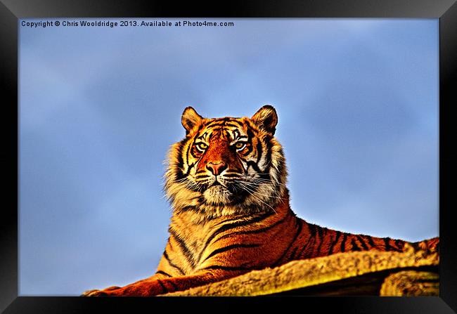 Tiger Framed Print by Chris Wooldridge