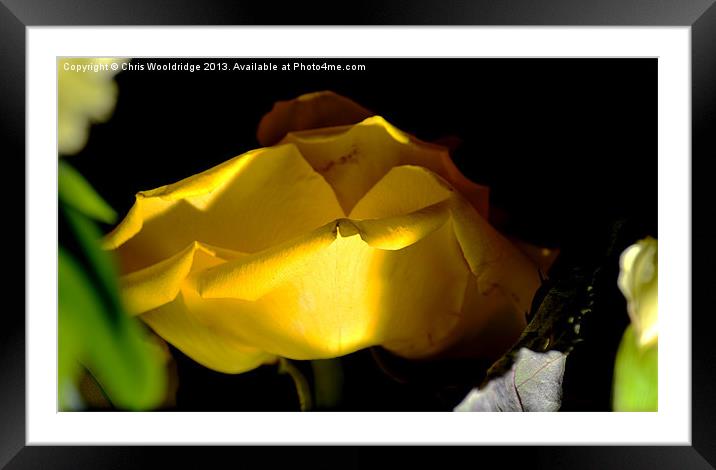 Yellow Rose Framed Mounted Print by Chris Wooldridge