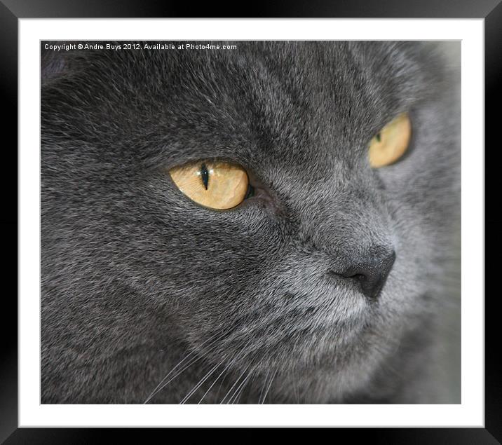 British Blue Framed Mounted Print by Andre Buys