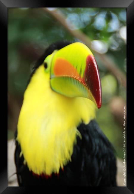 Tucan Framed Print by Andre Buys