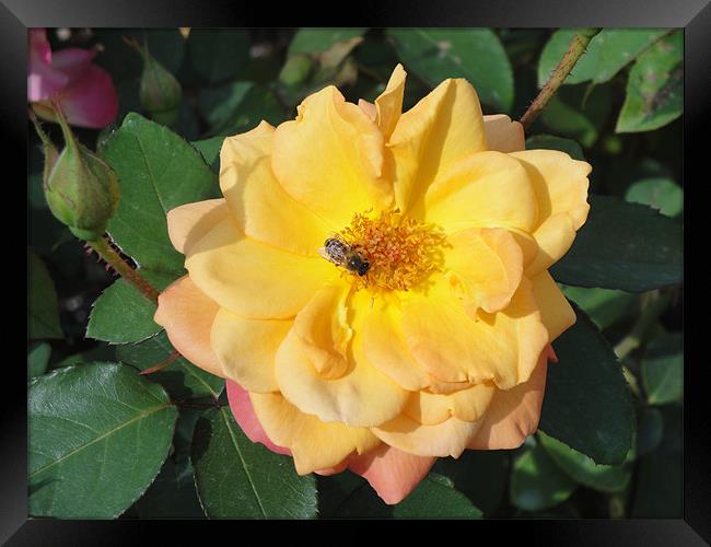 Yellow and Pink Rose with wasp. Framed Print by Andy Gilfillan