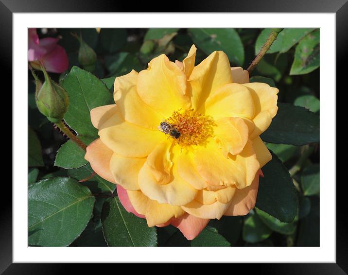 Yellow and Pink Rose with wasp. Framed Mounted Print by Andy Gilfillan