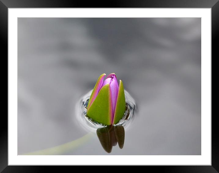 New Bloom Framed Mounted Print by Andy Gilfillan