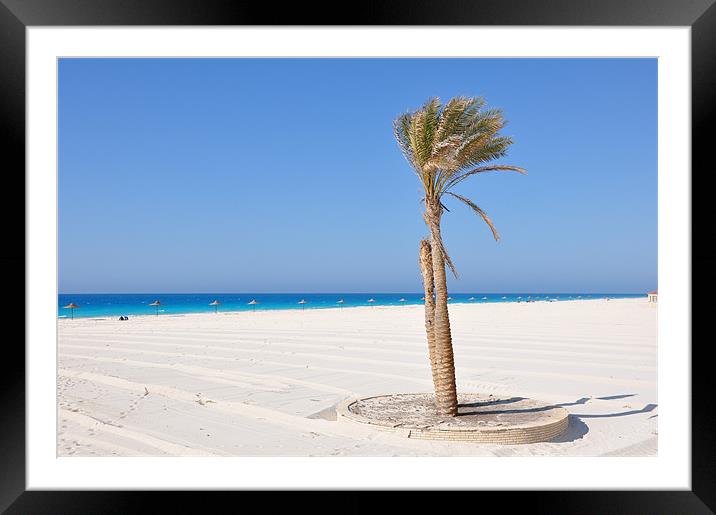Palm trees on the beach Framed Mounted Print by Ahmed Shaker