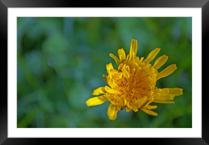 Dandelion Framed Mounted Print by Vicky Mitchell