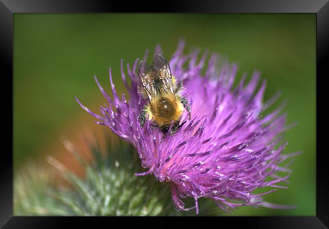 Bee on Purple Thistle Framed Print by Vicky Mitchell