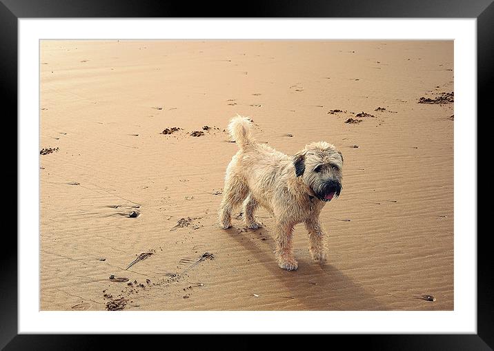 Shaggy Dog Framed Mounted Print by Vicky Mitchell