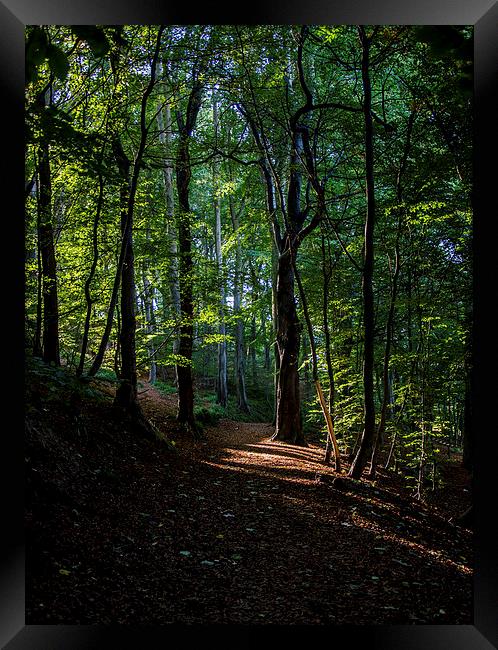 Forest Path Framed Print by Vicky Mitchell