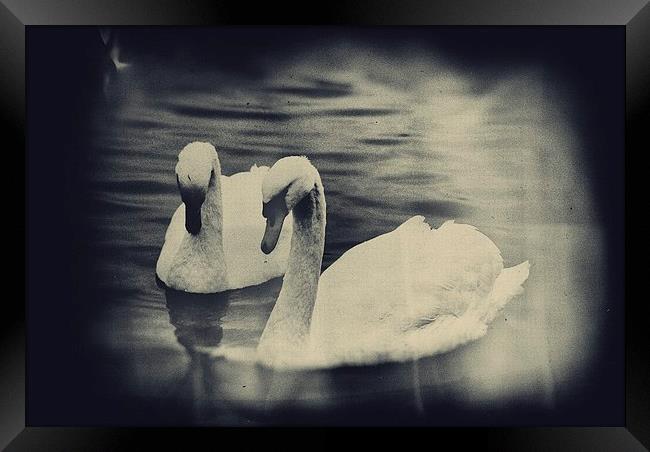Swans Framed Print by Vicky Mitchell
