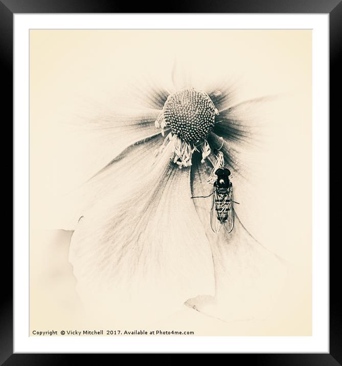 Wasp on Flower Framed Mounted Print by Vicky Mitchell