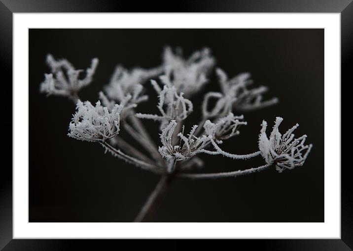Frozen Wild Chervil Framed Mounted Print by Brian O'Dwyer