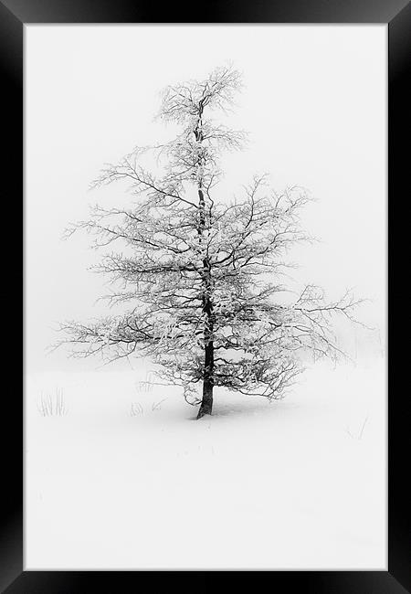 Fog and Tree Framed Print by Brian O'Dwyer