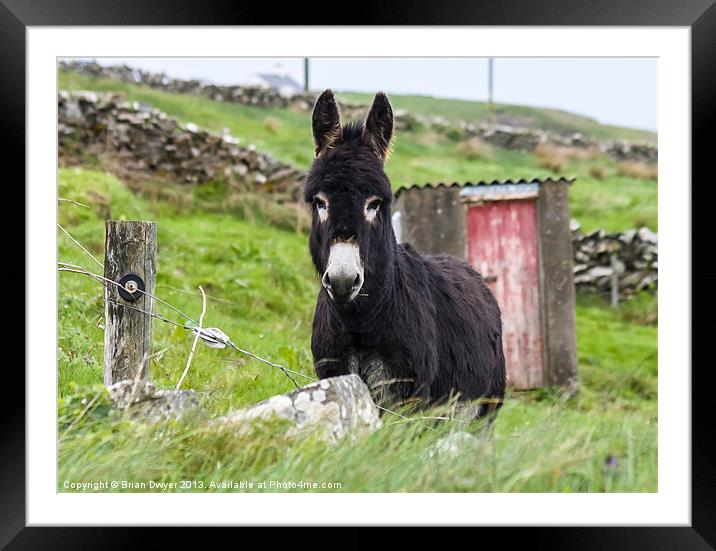 doolin donkey Framed Mounted Print by Brian O'Dwyer