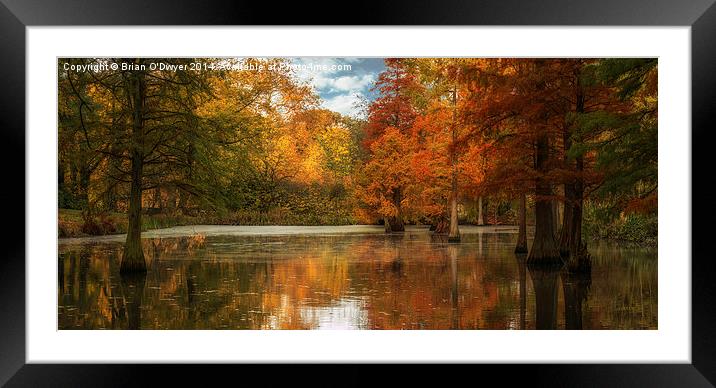  Rombergpark In Autumn Framed Mounted Print by Brian O'Dwyer