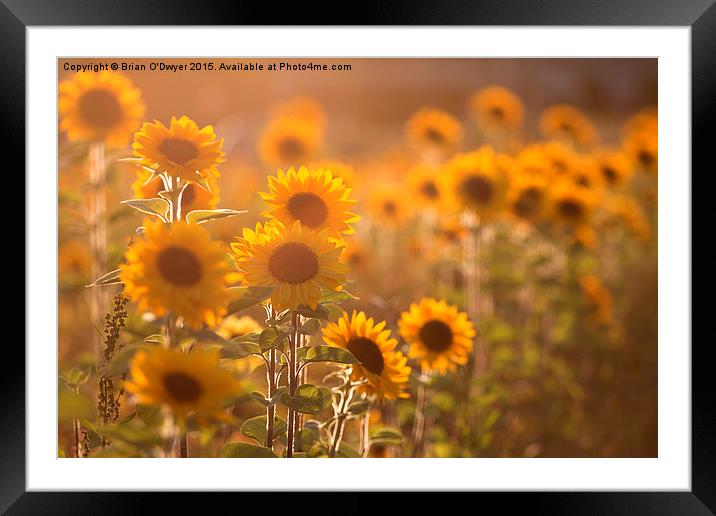  Sunflower Sunset Framed Mounted Print by Brian O'Dwyer