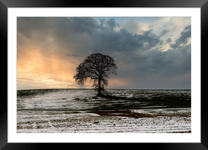 The Lone Tree Framed Mounted Print by Brian O'Dwyer