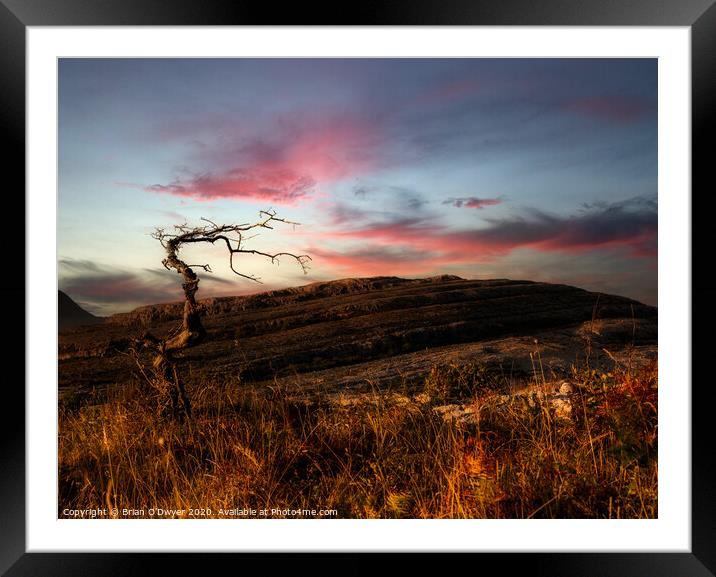 Lone tree in the burren Framed Mounted Print by Brian O'Dwyer