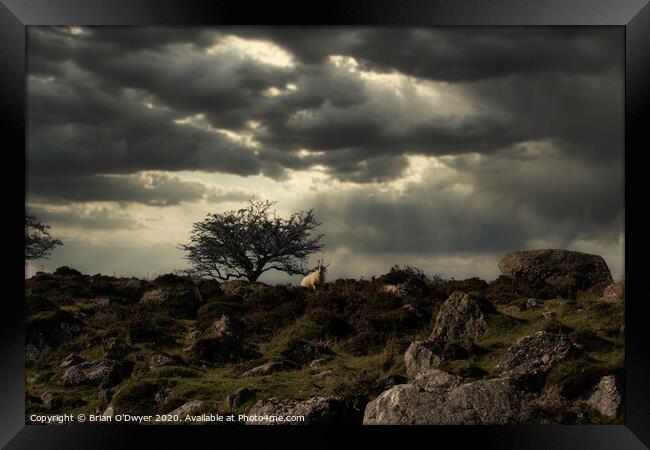 Lone tree and sheep Framed Print by Brian O'Dwyer
