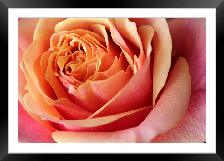 Rose flower Framed Mounted Print by Becs Mason