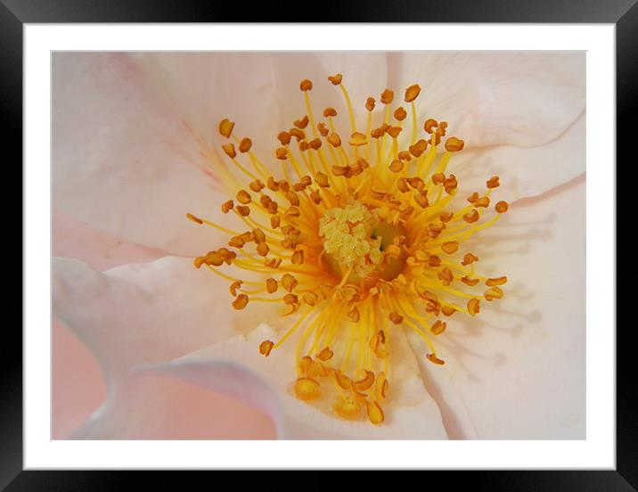 Wild Rose Framed Mounted Print by Becs Mason