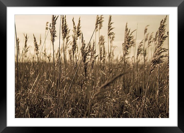 Golden Field Framed Mounted Print by Leanne Fitzwater