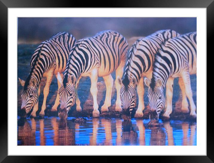 burchell zebras Framed Mounted Print by caren chapman