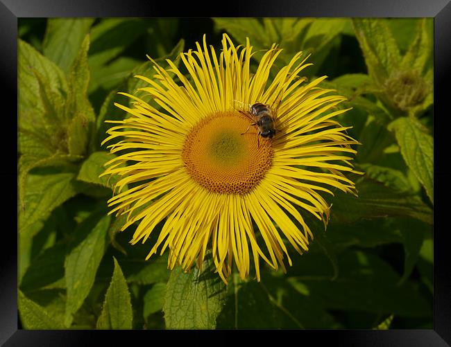 Bee my Sunflower Framed Print by James Boler