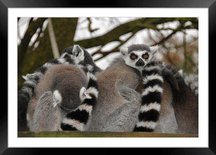 Ring Tailed Lemur Framed Mounted Print by Mark Lee