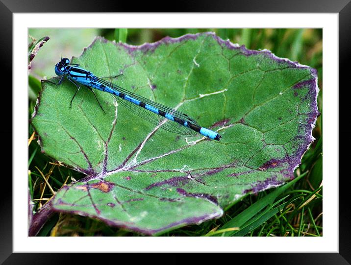 Damselfly Framed Mounted Print by Mark Lee