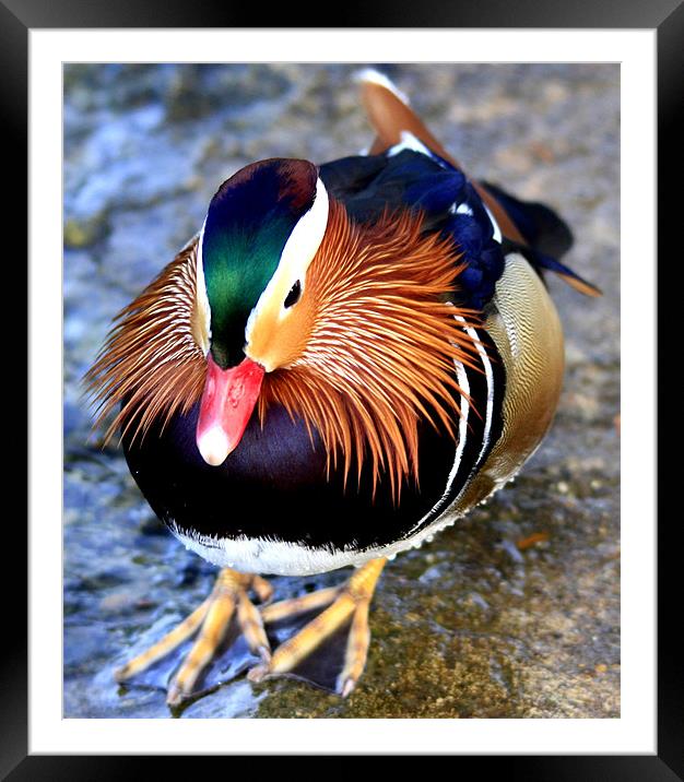 The Male Mandarin Duck Framed Mounted Print by Mark Lee