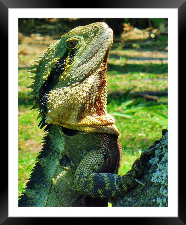 Australian Water Dragon Framed Mounted Print by Mark Lee