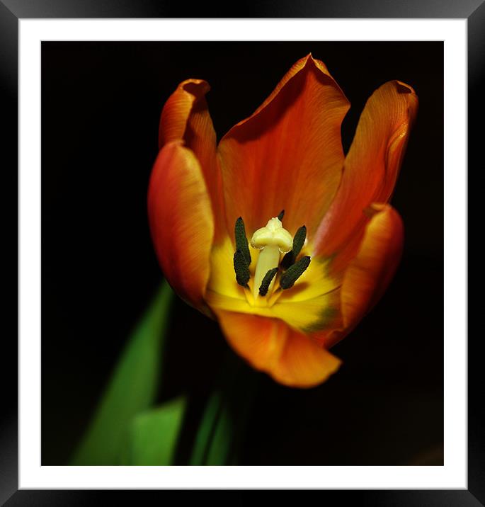 An Open Tulip Framed Mounted Print by Mark Lee