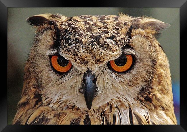 European Eagle Owl Framed Print by Mark Lee