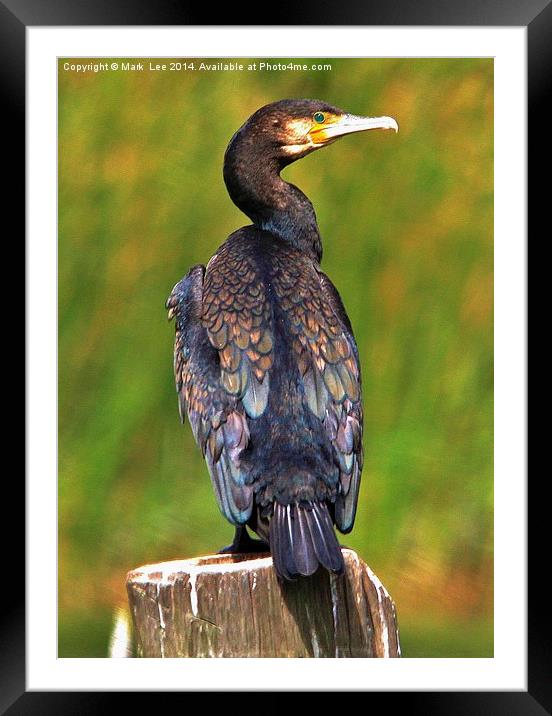  A Cormorant Framed Mounted Print by Mark Lee